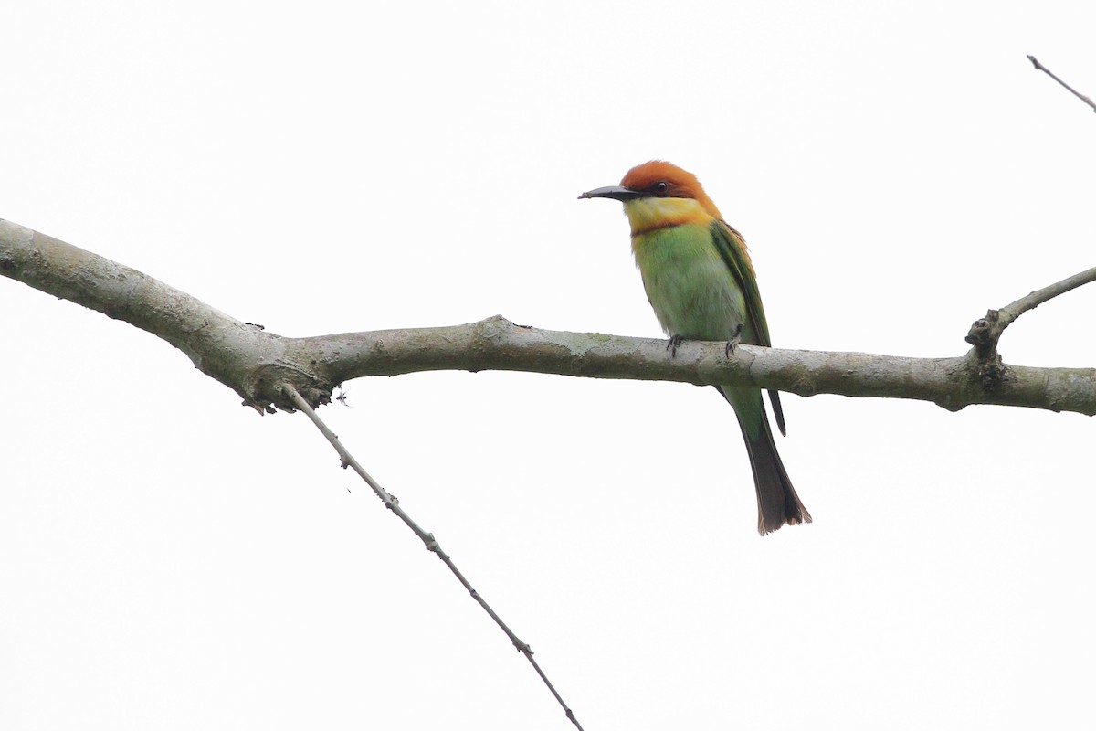 Chestnut-headed Bee-eater - Arghya Sinha