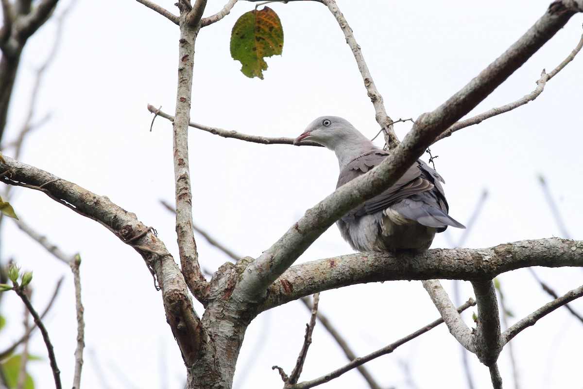 Mountain Imperial-Pigeon - ML616846436