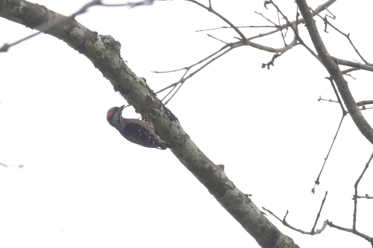 Gray-capped Pygmy Woodpecker - ML616846449