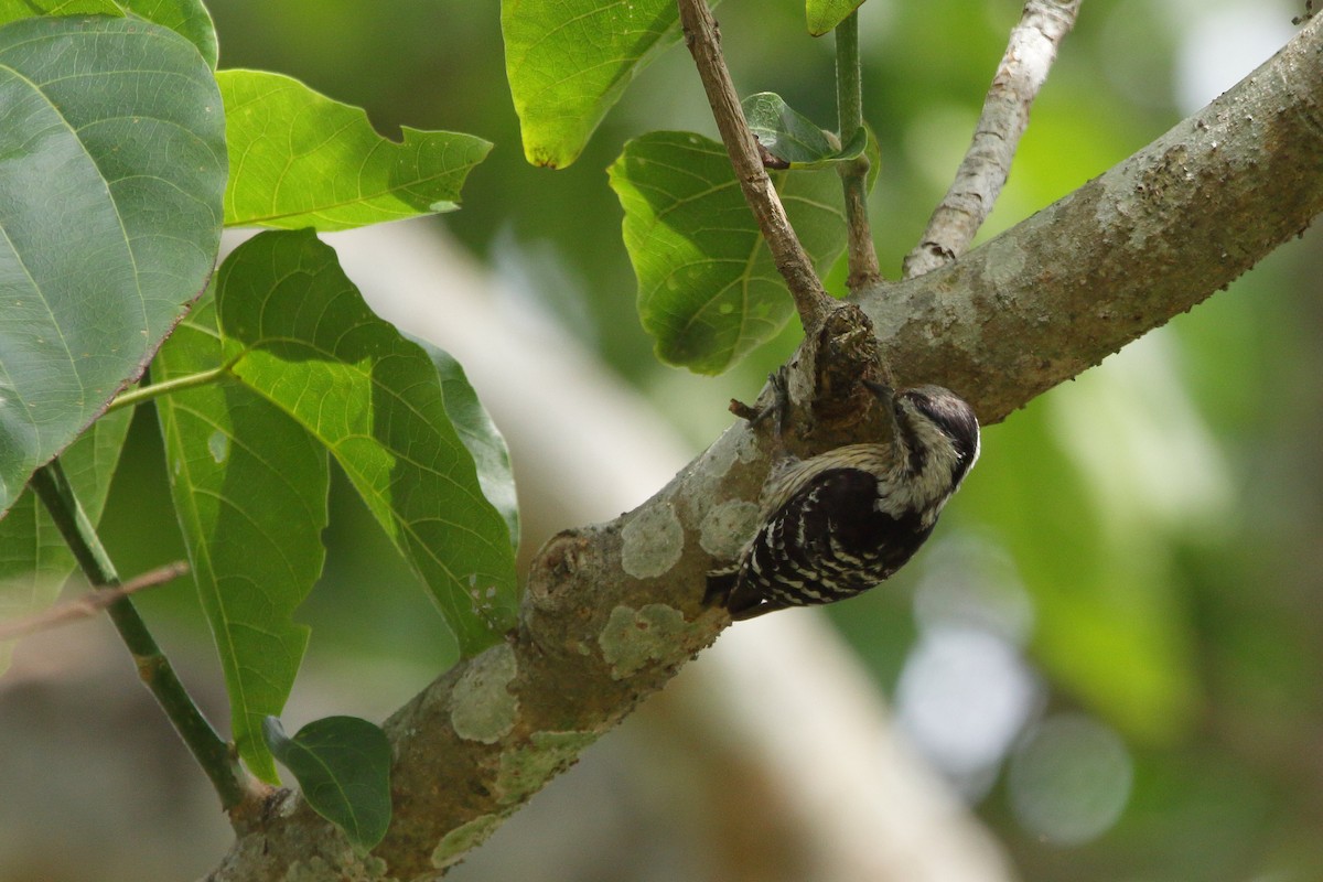 Gray-capped Pygmy Woodpecker - ML616846450