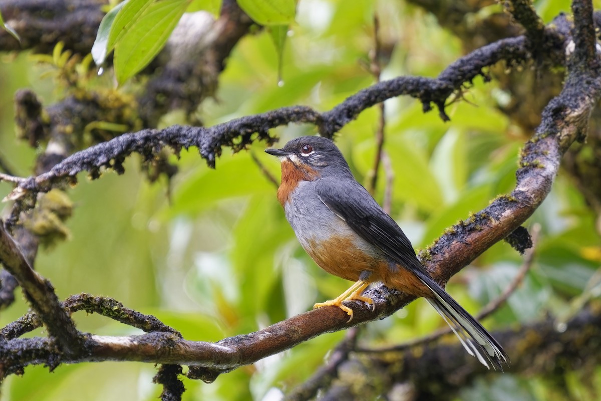 Rufous-throated Solitaire - ML616846499
