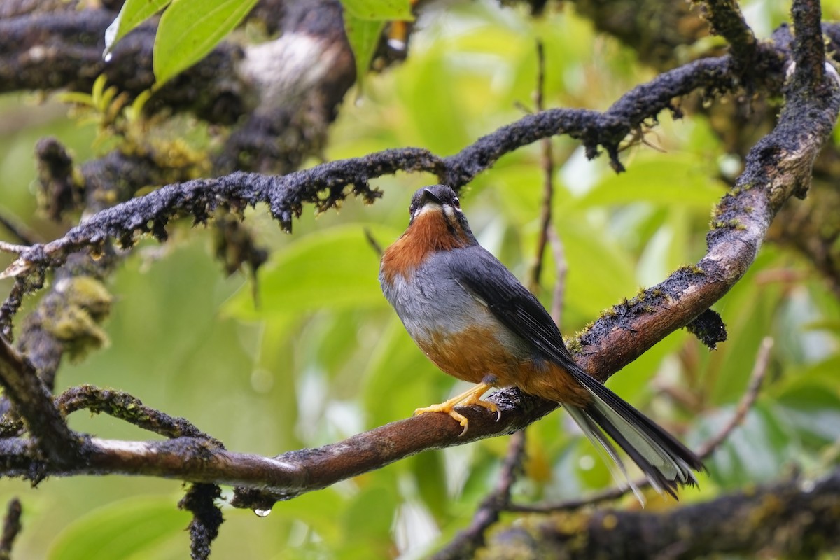 Rufous-throated Solitaire - ML616846500