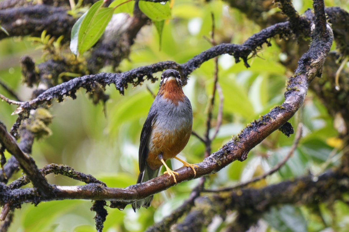 Rufous-throated Solitaire - ML616846512