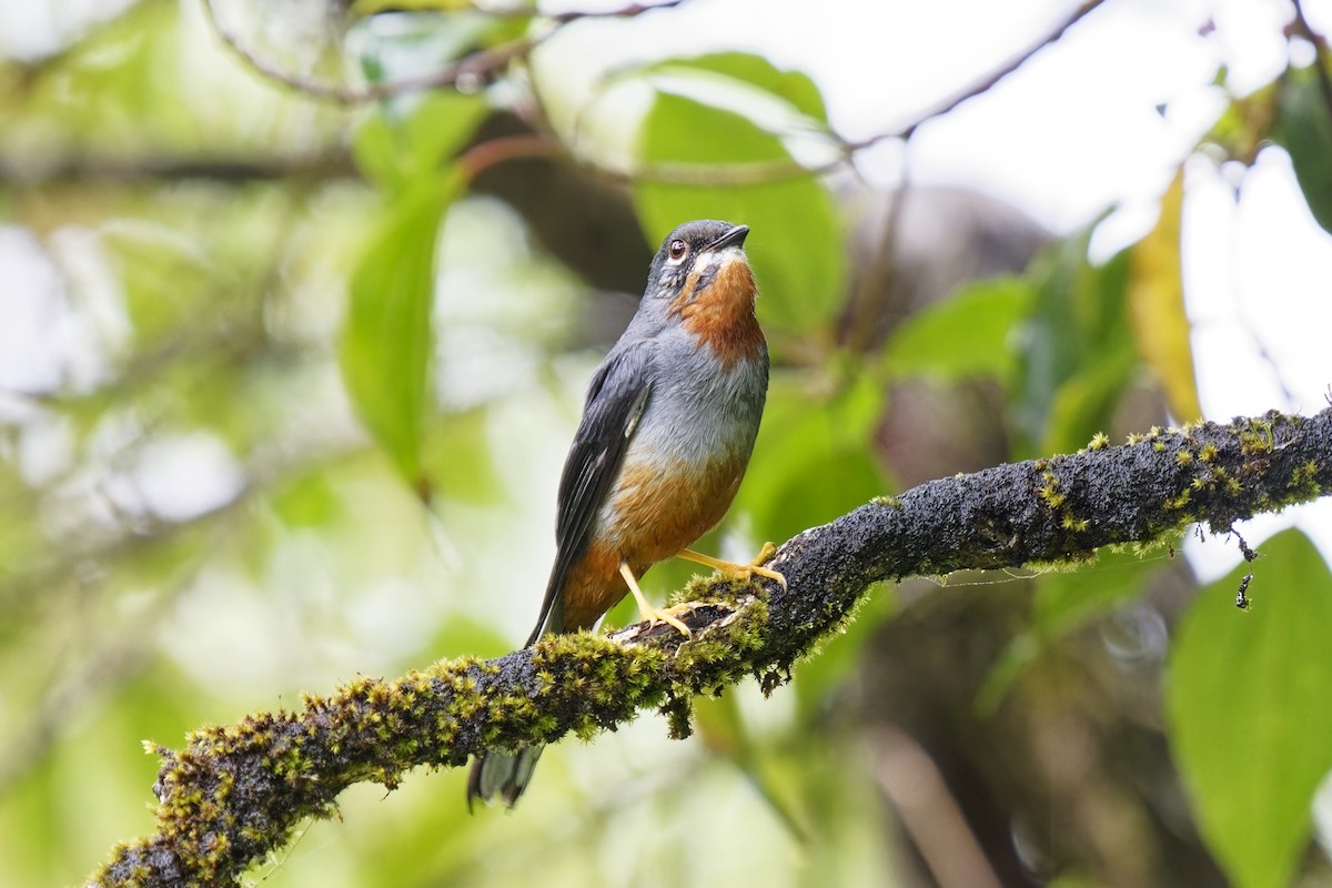 Rufous-throated Solitaire - ML616846517