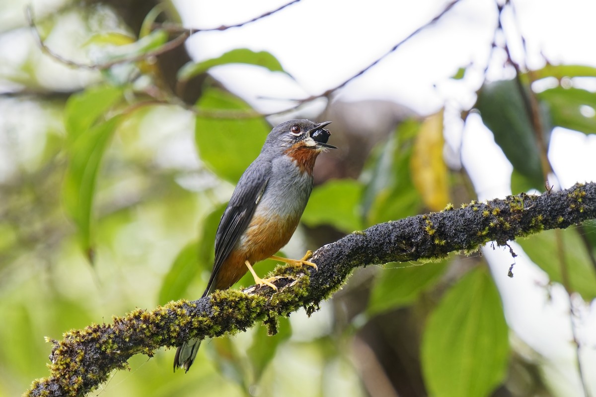 Rufous-throated Solitaire - ML616846518