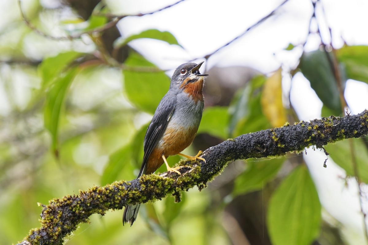 Rufous-throated Solitaire - ML616846519