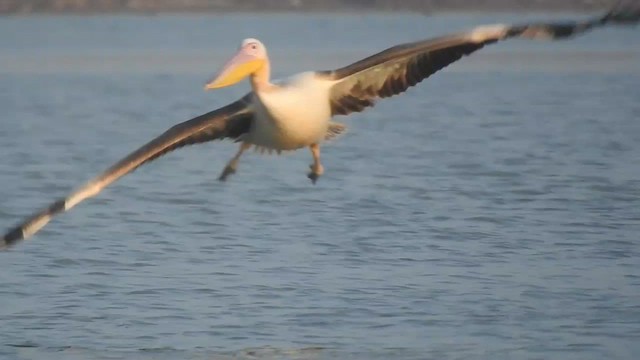 pelikán bílý - ML616846524