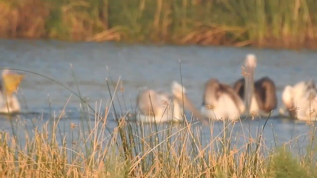 pelikán kadeřavý - ML616846549