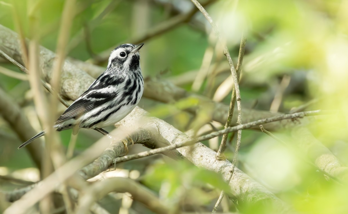 Black-and-white Warbler - ML616846639