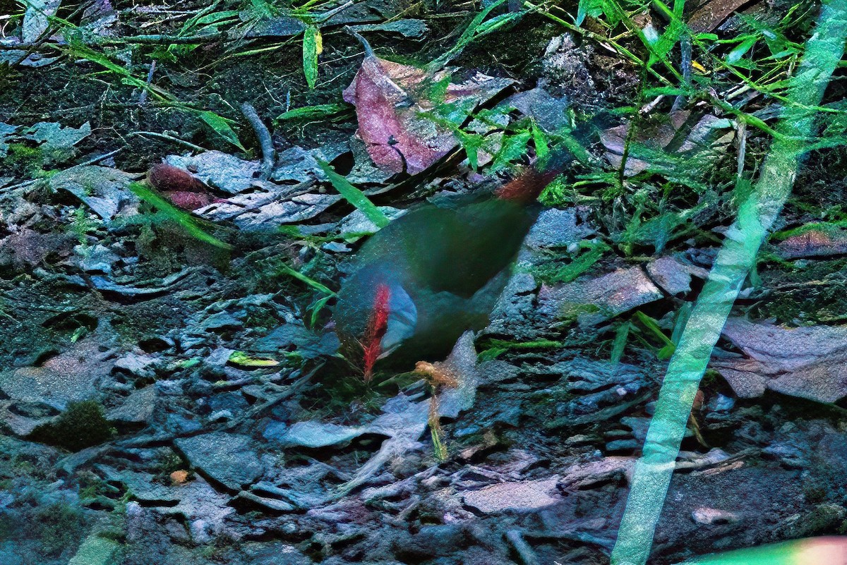Red-browed Firetail - ML616846760
