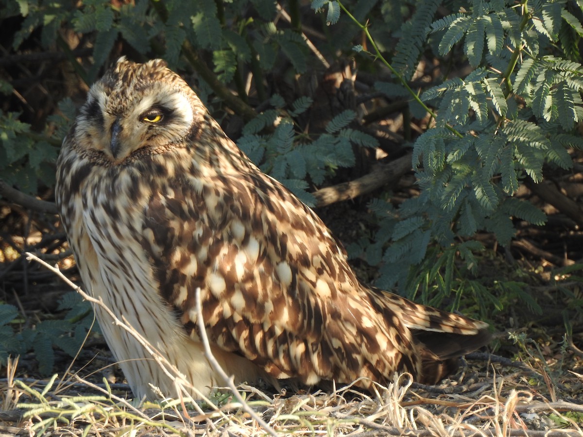 Short-eared Owl - ML616846821