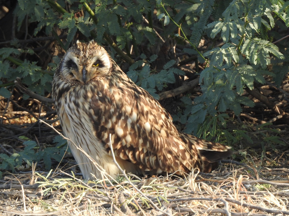 Short-eared Owl - ML616846822