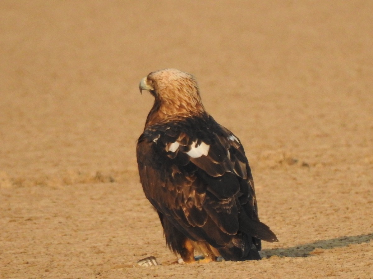 Greater Spotted Eagle - ML616846856