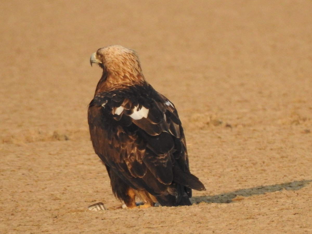 Greater Spotted Eagle - Francis D'Souza