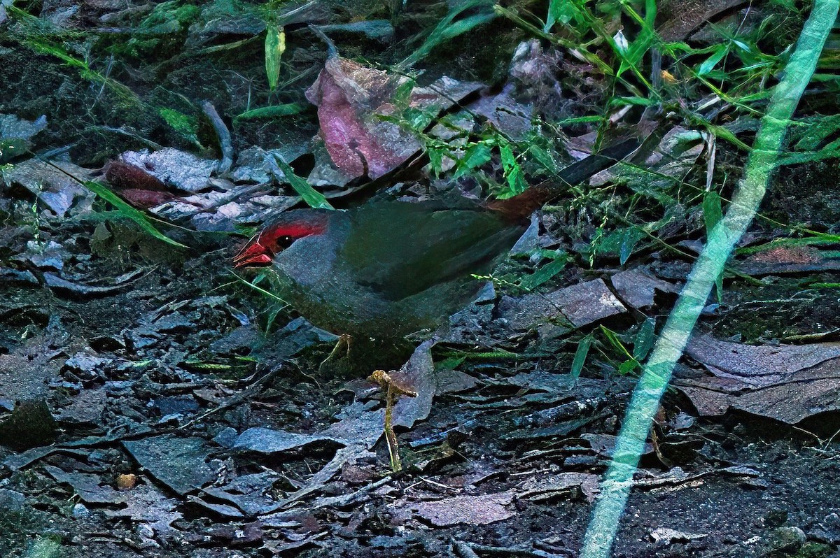 Red-browed Firetail - ML616846894