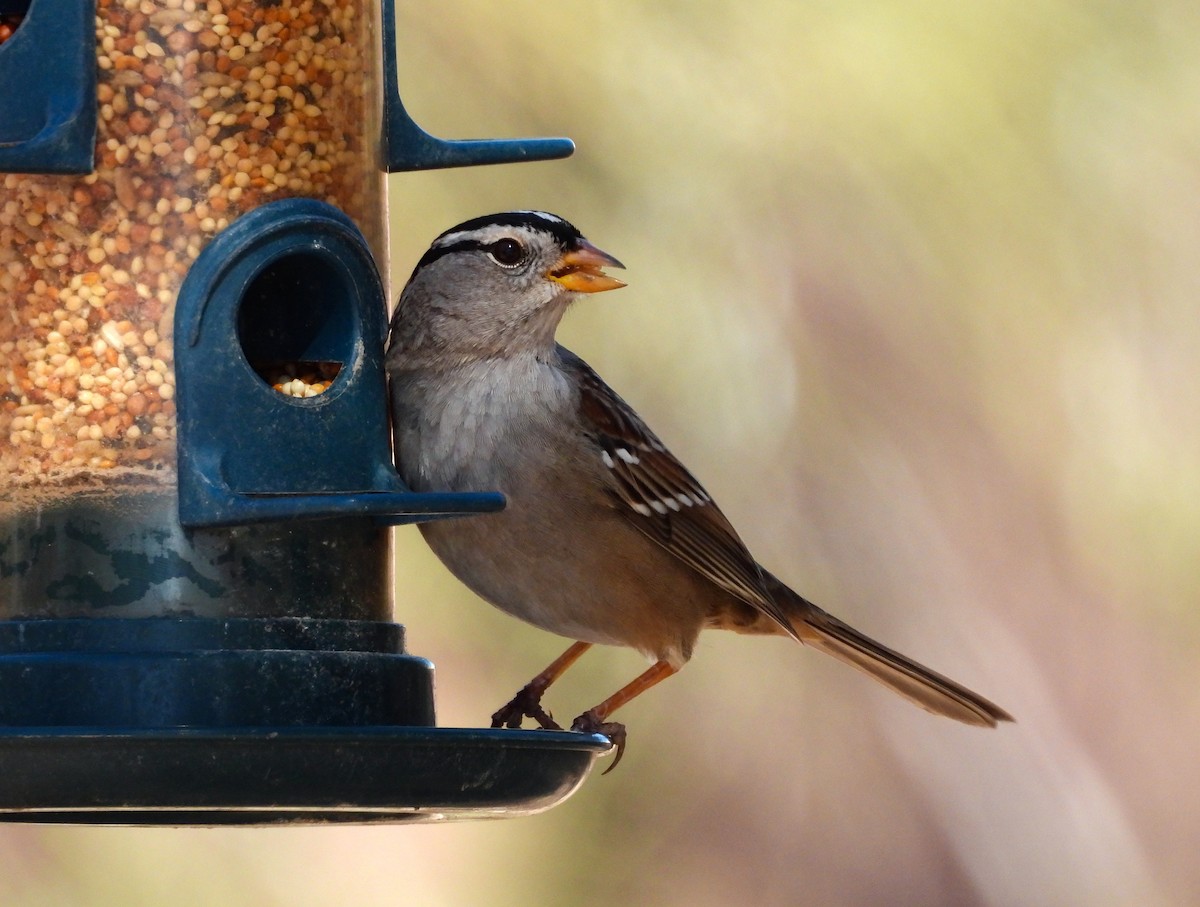 White-crowned Sparrow - ML616846941