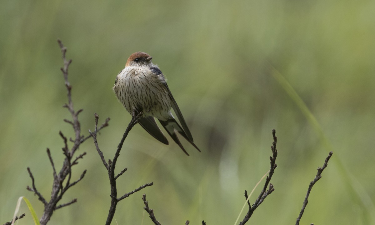 Greater Striped Swallow - Zak Pohlen