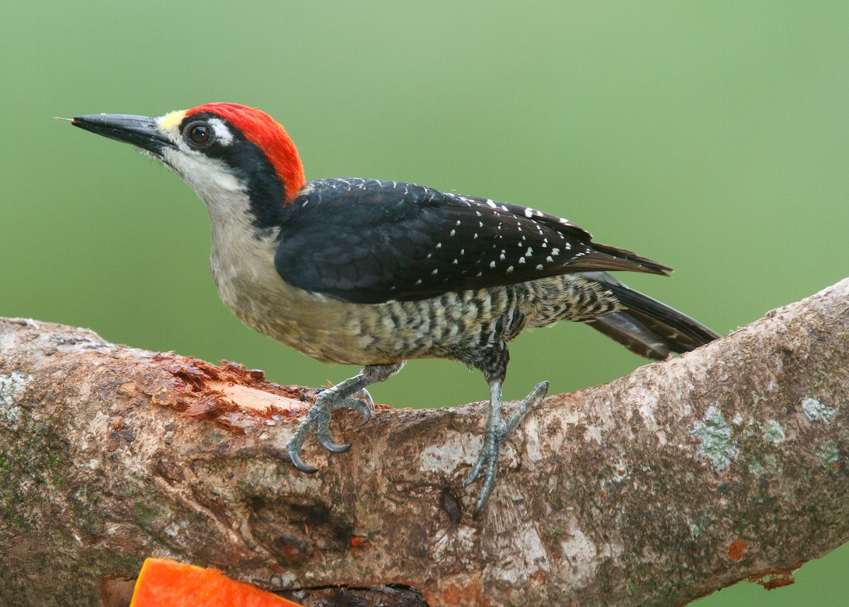 Black-cheeked Woodpecker - ML616847144
