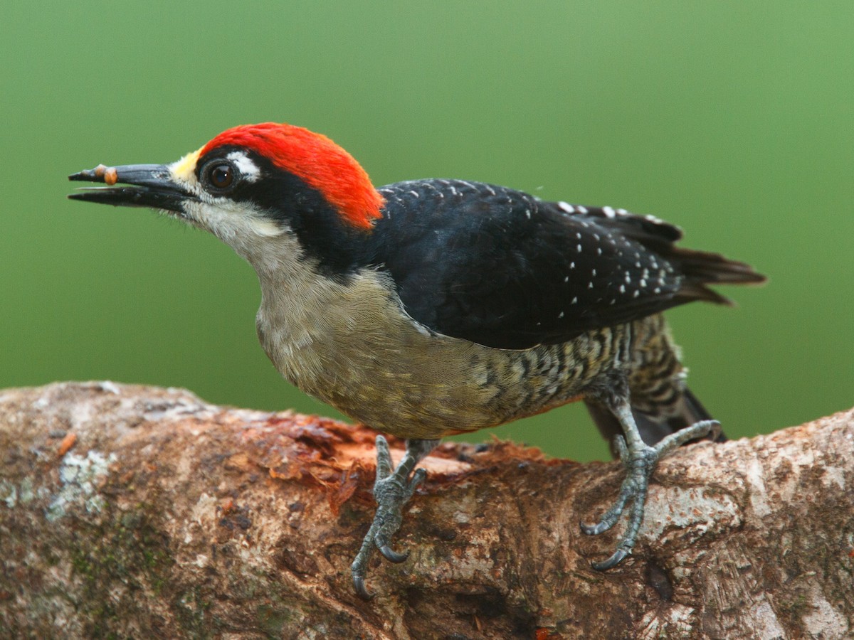 Black-cheeked Woodpecker - ML616847145