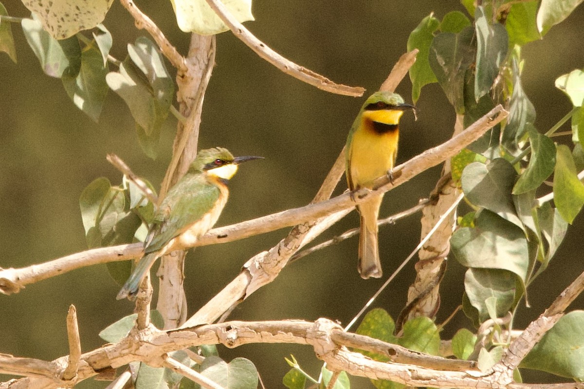 Little Bee-eater - John Bruin