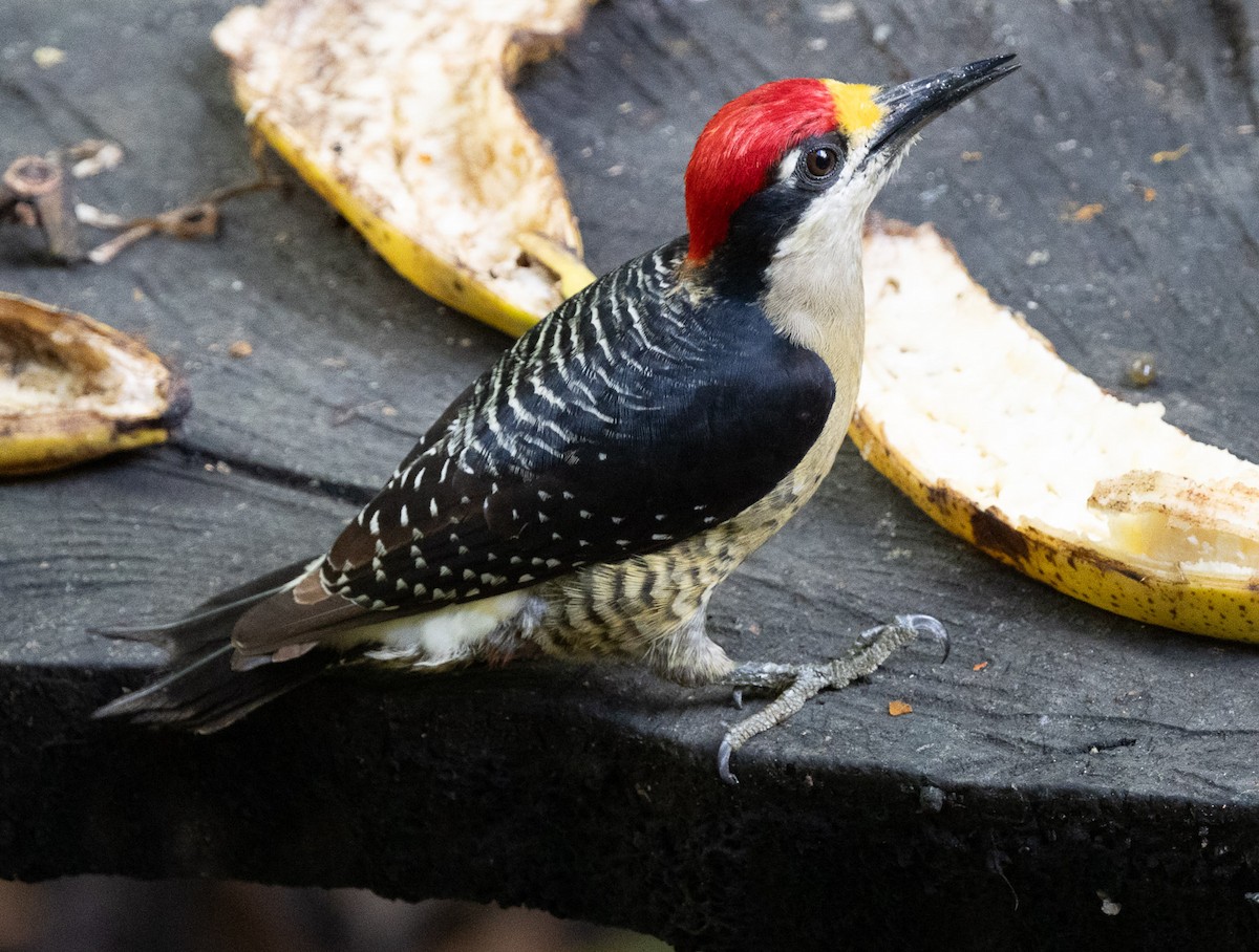 Black-cheeked Woodpecker - Jim Scarff
