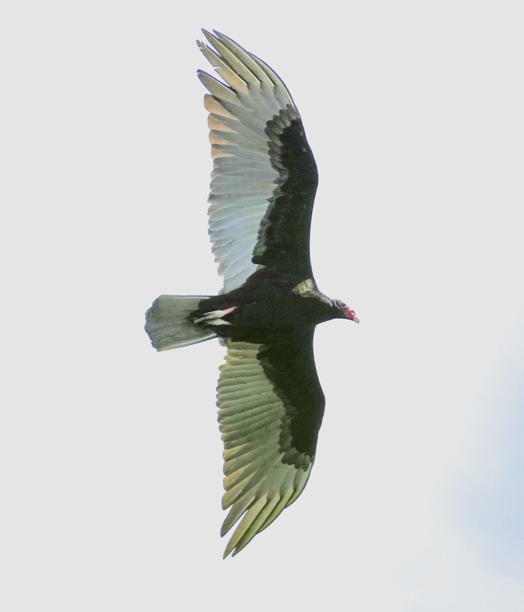 Turkey Vulture - ML616847352