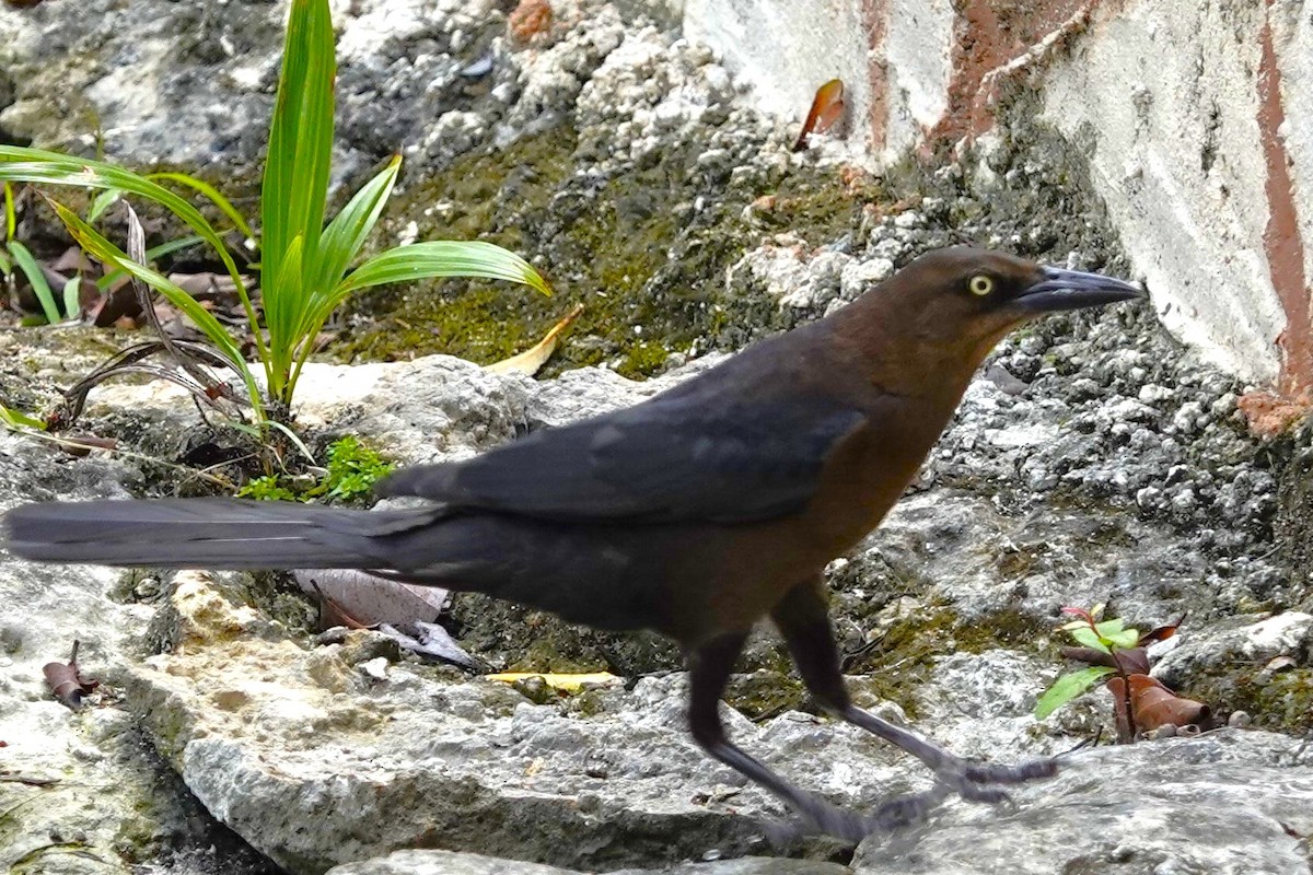 Great-tailed Grackle - ML616847368