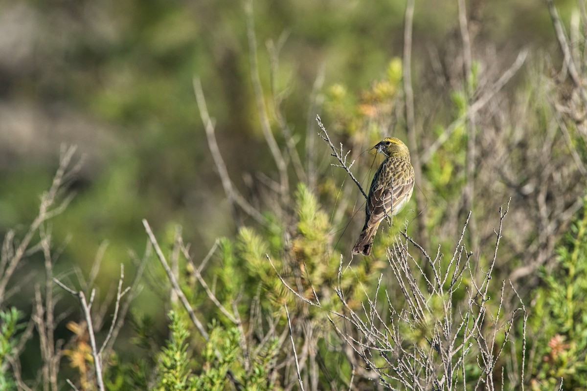 White-bellied Canary - Nicola Marchioli