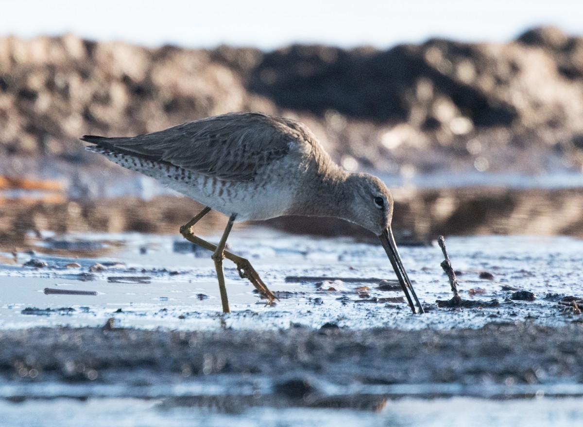 Long-billed Dowitcher - ML616847430