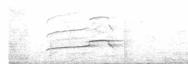 Kara Çaylak (aegyptius/parasitus) - ML616847443