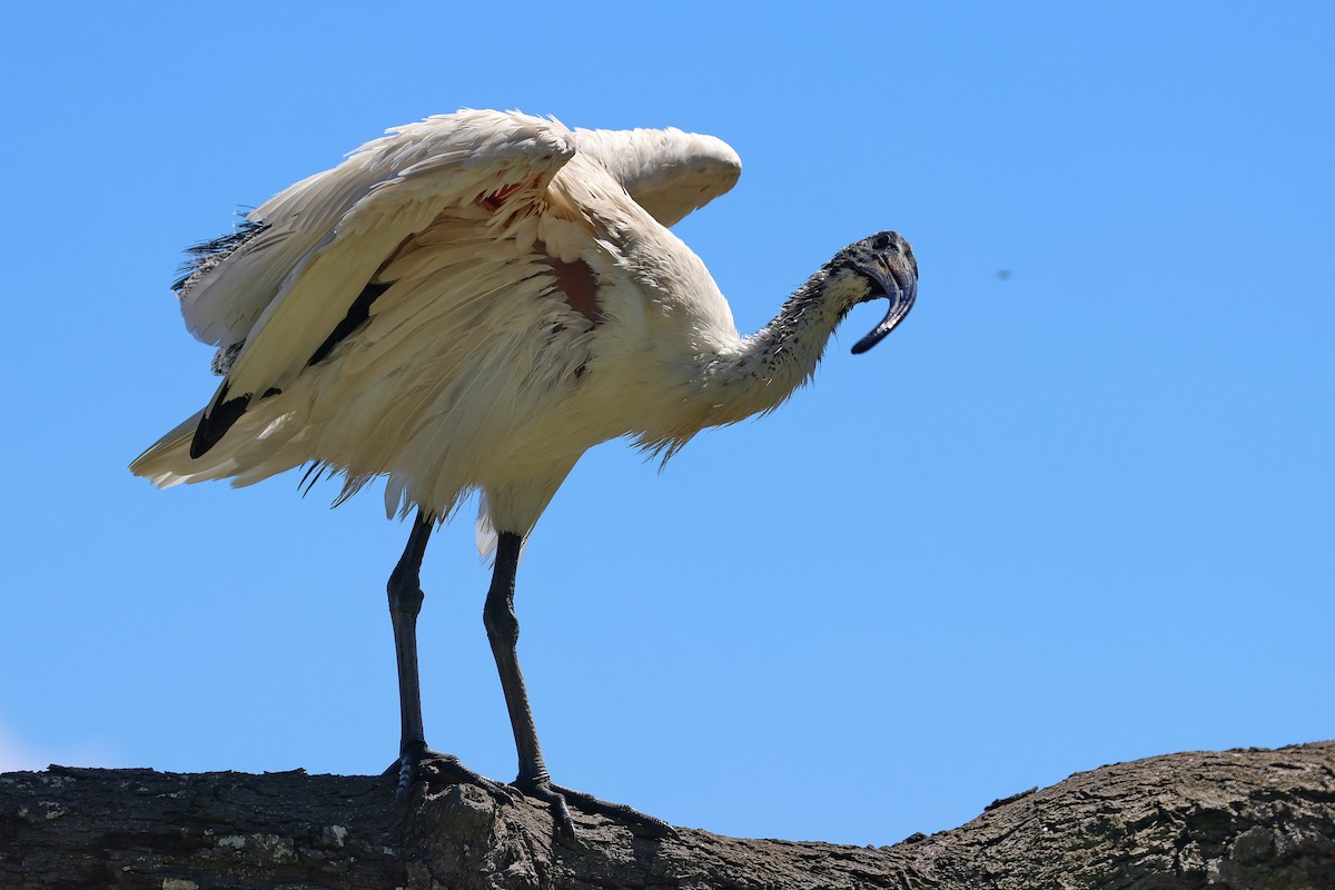ibis australský - ML616847588