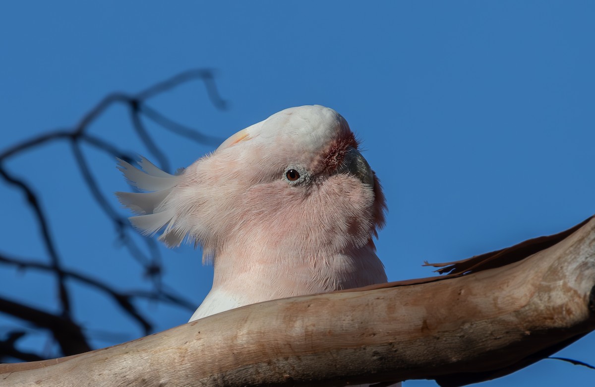 Pink Cockatoo - shorty w