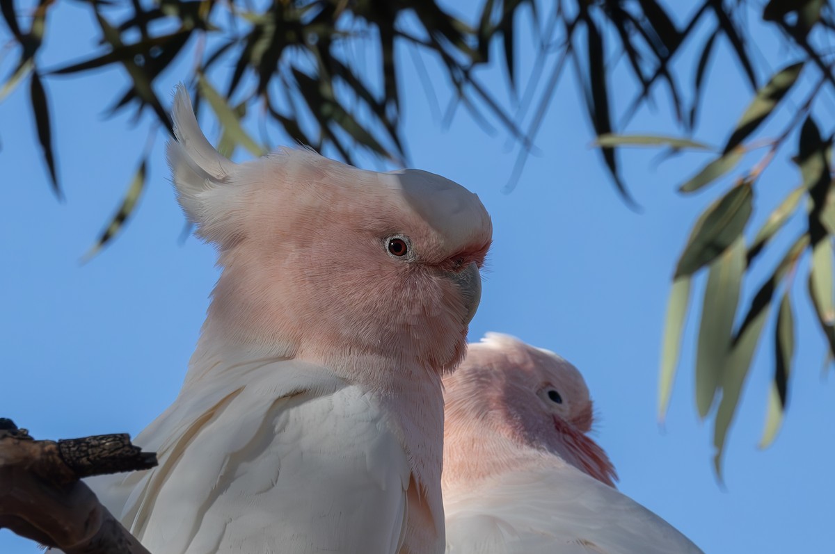 Pink Cockatoo - shorty w