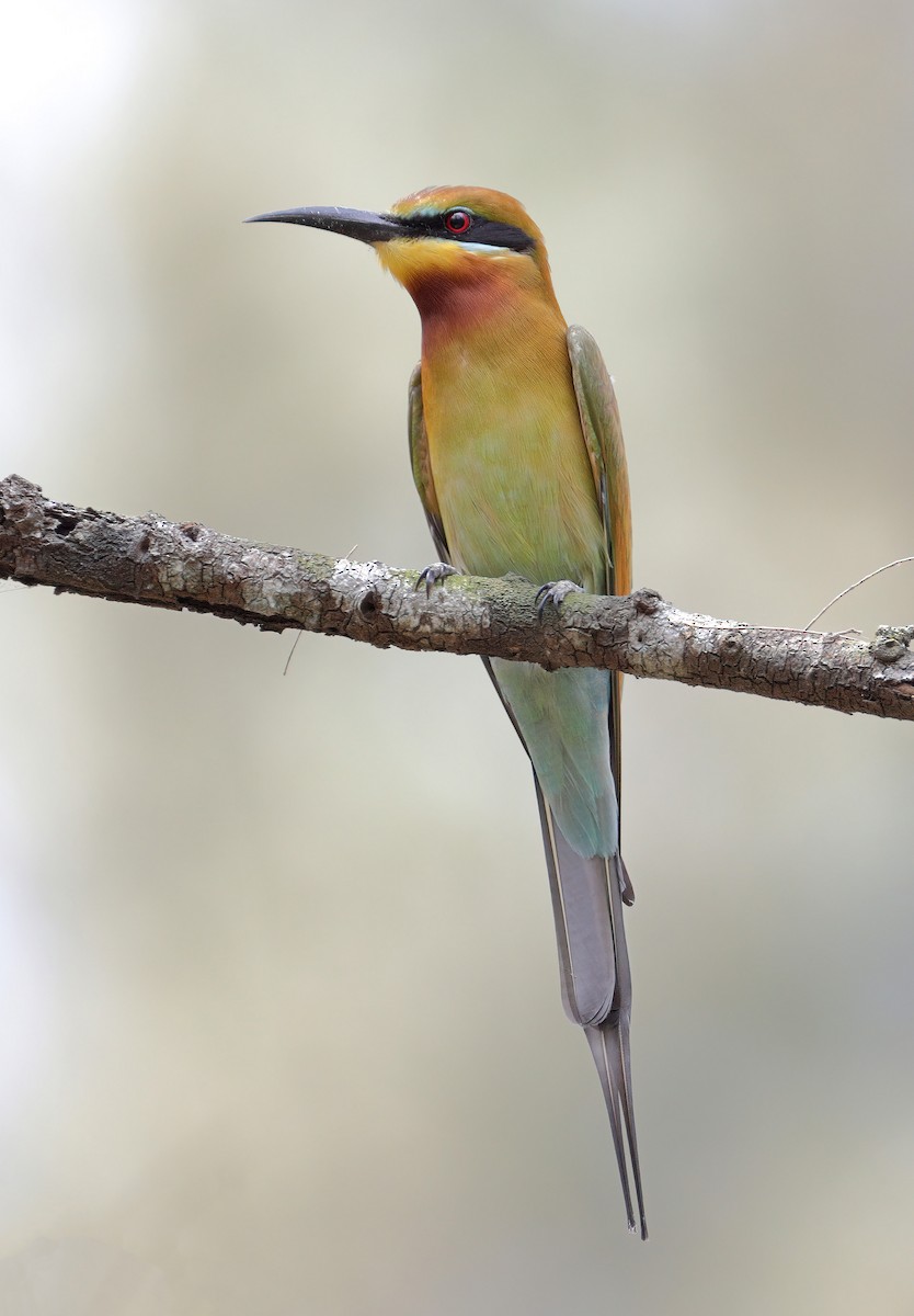 Blue-tailed Bee-eater - ML616847676