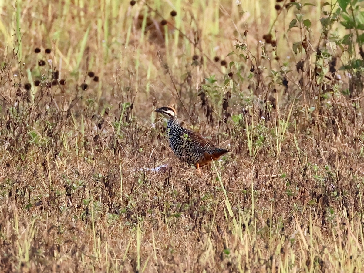 Chinese Francolin - ML616847752