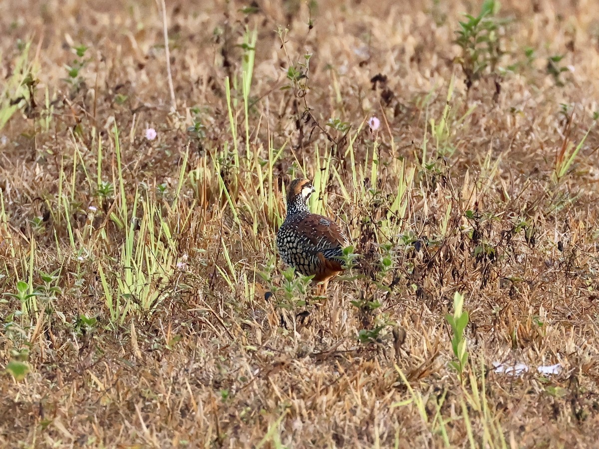 Chinese Francolin - ML616847753