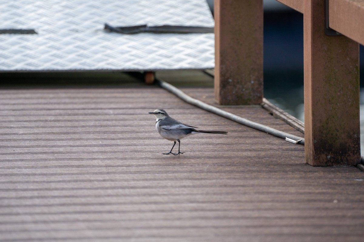 White Wagtail (Black-backed) - ML616847799