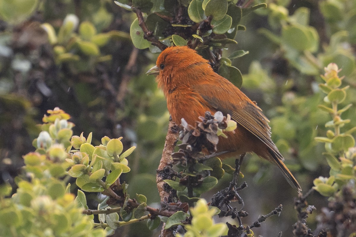 Hawaii-Akepakleidervogel - ML616847800