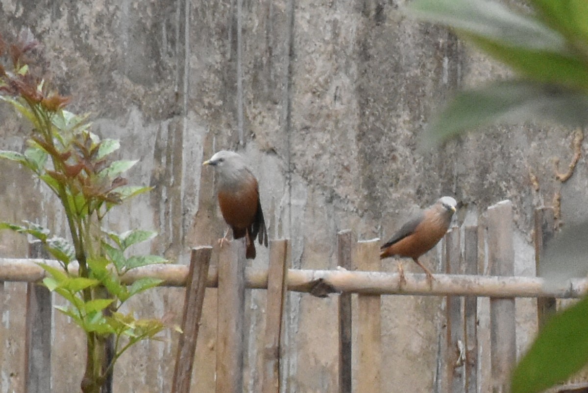 Chestnut-tailed Starling - ML616847866
