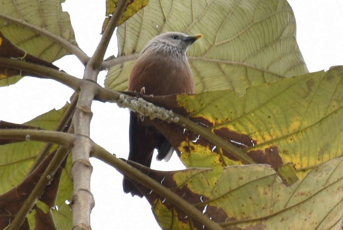 Chestnut-tailed Starling - ML616847867