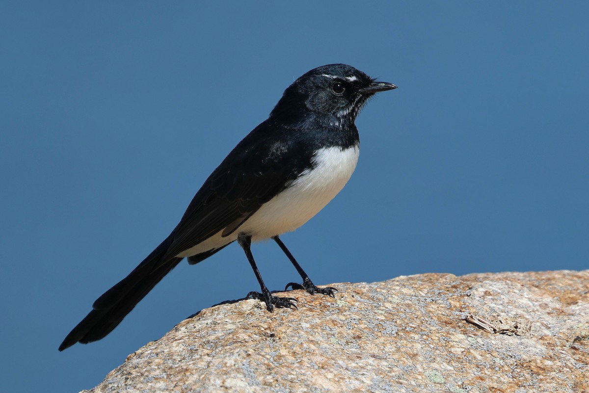 Willie-wagtail - ML616847879