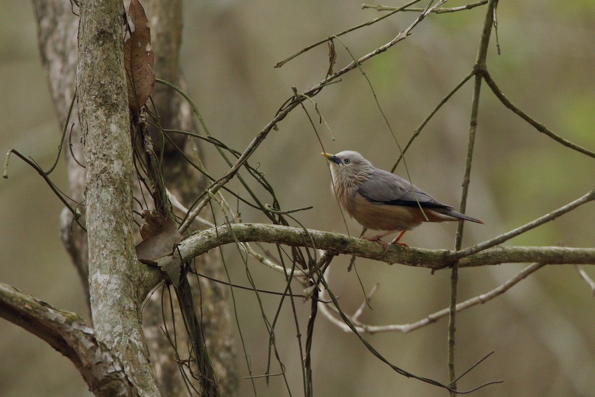 Chestnut-tailed Starling - ML616847886