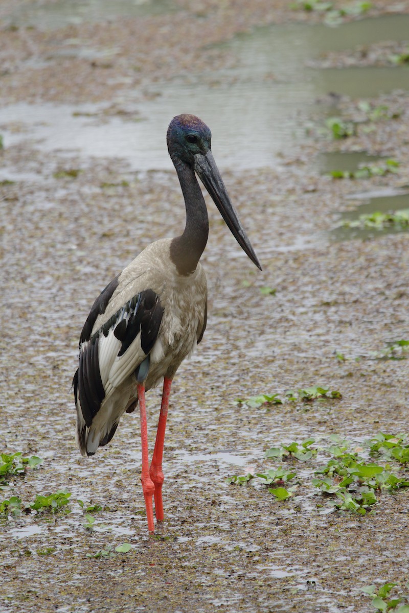 Black-necked Stork - ML616847887