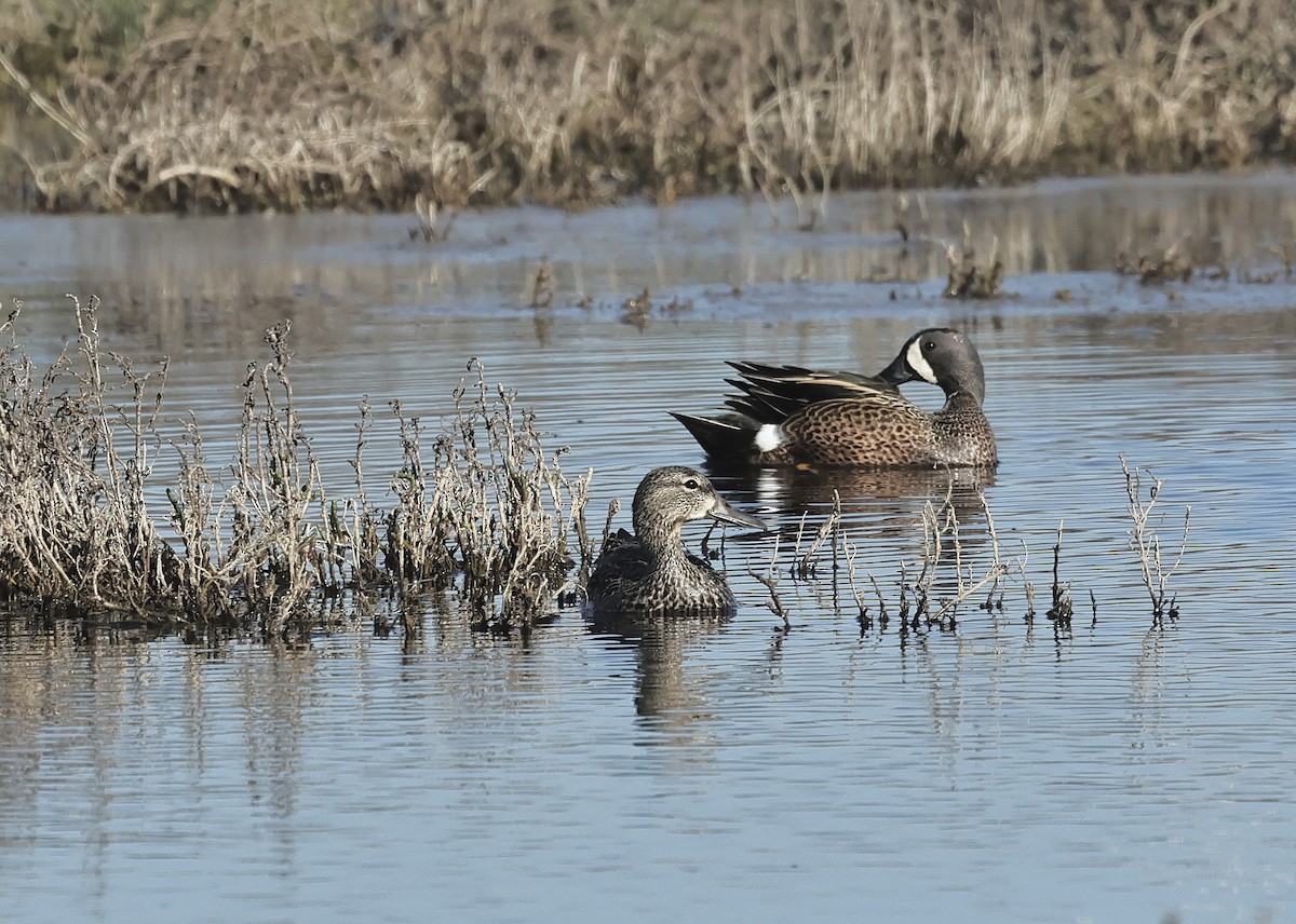 Blue-winged Teal - ML616847931