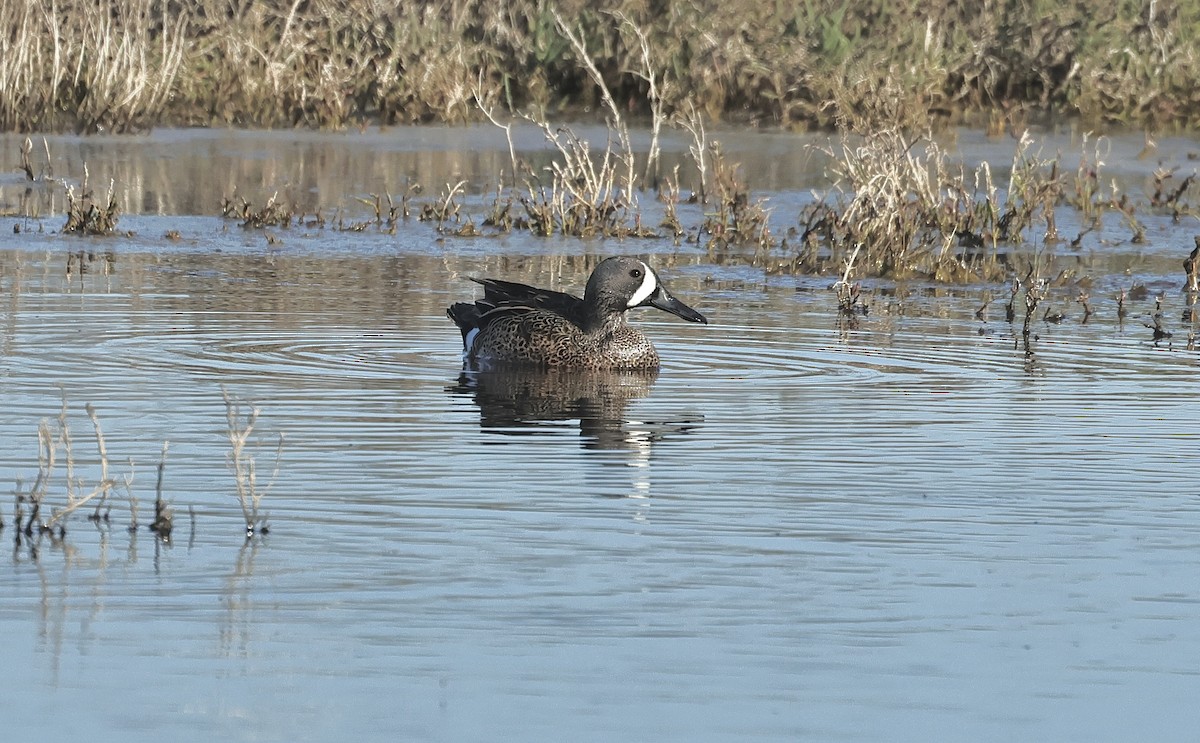Blue-winged Teal - ML616847934