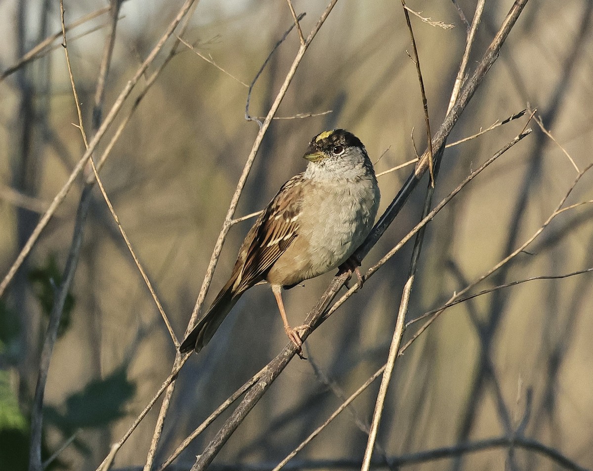 Golden-crowned Sparrow - ML616847938