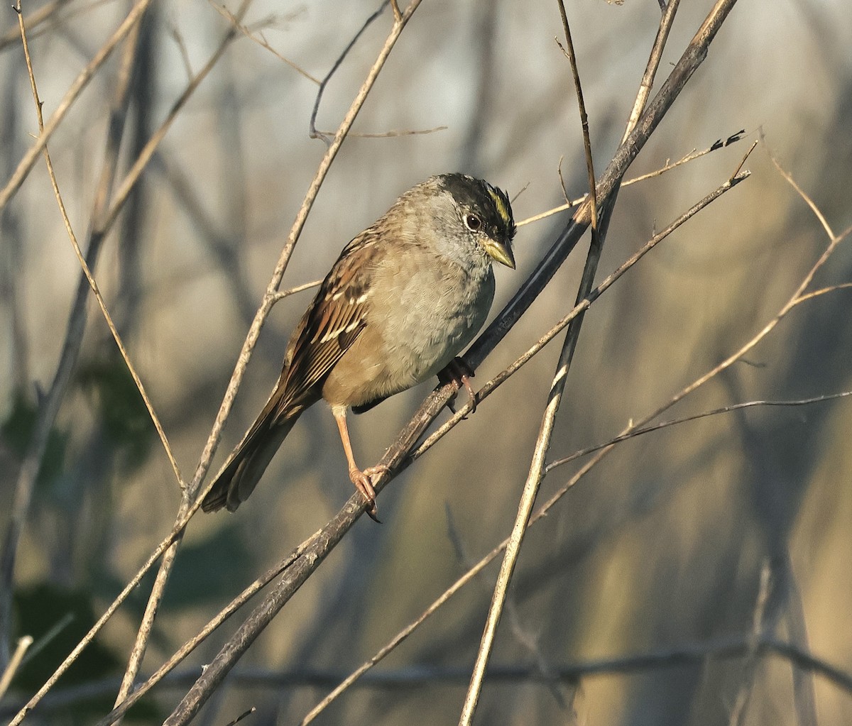 Golden-crowned Sparrow - ML616847944