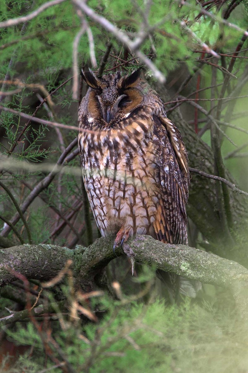 Long-eared Owl (Eurasian) - ML616847995