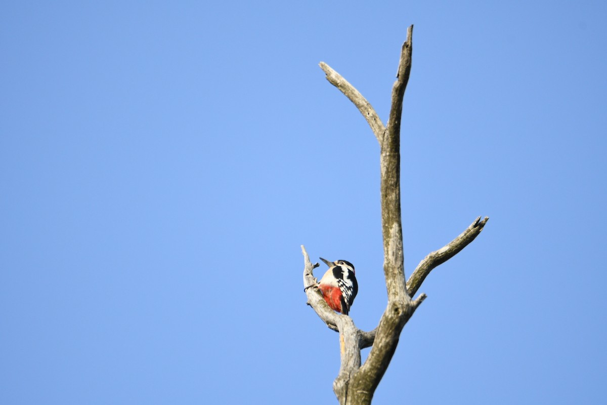 Great Spotted Woodpecker - ML616848141
