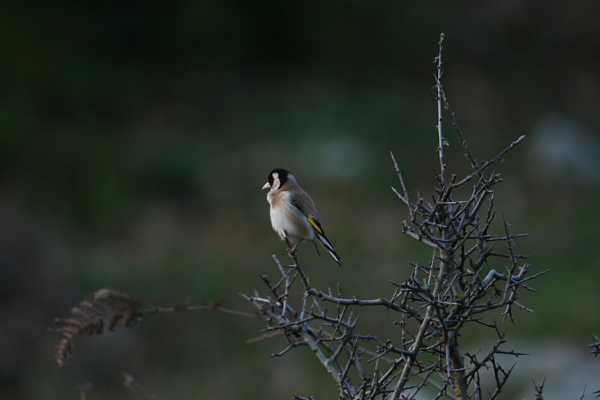 European Goldfinch - Metin Güzeliş